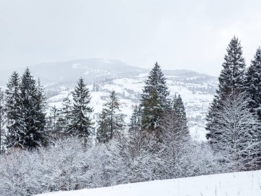 Ukrayna Karpatları 'nın ortasında donmuş ladin ağaçları, buz gibi ihtişamla süslenmiş sabırlı nöbetçiler gibi duruyor. Doğanın kış sanatları manzarayı değiştiriyor, dağların kalbinde dingin bir güzellik manzarası yaratıyor..