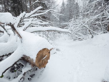 Karla kaplı bir orman ve devrilmiş bir ağaç.