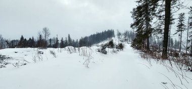 Ağaçları ve çalıları olan karlı bir patika.