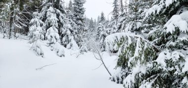 Ukrayna Karpatları 'nın ortasında donmuş ladin ağaçları, buz gibi ihtişamla süslenmiş sabırlı nöbetçiler gibi duruyor. Doğanın kış sanatları manzarayı değiştiriyor, dağların kalbinde dingin bir güzellik manzarası yaratıyor..