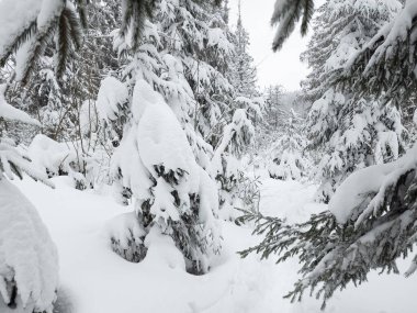 Ukrayna Karpatları 'nın ortasında donmuş ladin ağaçları, buz gibi ihtişamla süslenmiş sabırlı nöbetçiler gibi duruyor. Doğanın kış sanatları manzarayı değiştiriyor, dağların kalbinde dingin bir güzellik manzarası yaratıyor..