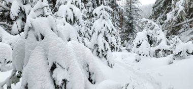 Ukrayna Karpatları 'nın ortasında donmuş ladin ağaçları, buz gibi ihtişamla süslenmiş sabırlı nöbetçiler gibi duruyor. Doğanın kış sanatları manzarayı değiştiriyor, dağların kalbinde dingin bir güzellik manzarası yaratıyor..