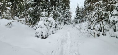 Ukrayna Karpatları 'nın ortasında donmuş ladin ağaçları, buz gibi ihtişamla süslenmiş sabırlı nöbetçiler gibi duruyor. Doğanın kış sanatları manzarayı değiştiriyor, dağların kalbinde dingin bir güzellik manzarası yaratıyor..