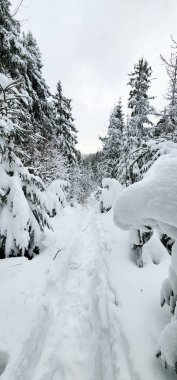 Ukrayna Karpatları 'nın ortasında donmuş ladin ağaçları, buz gibi ihtişamla süslenmiş sabırlı nöbetçiler gibi duruyor. Doğanın kış sanatları manzarayı değiştiriyor, dağların kalbinde dingin bir güzellik manzarası yaratıyor..