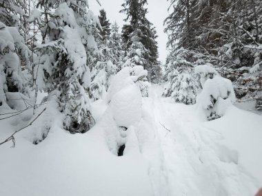 Ukrayna Karpatları 'nın ortasında donmuş ladin ağaçları, buz gibi ihtişamla süslenmiş sabırlı nöbetçiler gibi duruyor. Doğanın kış sanatları manzarayı değiştiriyor, dağların kalbinde dingin bir güzellik manzarası yaratıyor..