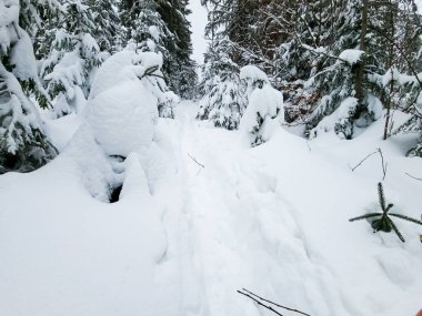 Ukrayna Karpatları 'nın ortasında donmuş ladin ağaçları, buz gibi ihtişamla süslenmiş sabırlı nöbetçiler gibi duruyor. Doğanın kış sanatları manzarayı değiştiriyor, dağların kalbinde dingin bir güzellik manzarası yaratıyor..