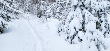 Ukrayna Karpatları 'nın ortasında donmuş ladin ağaçları, buz gibi ihtişamla süslenmiş sabırlı nöbetçiler gibi duruyor. Doğanın kış sanatları manzarayı değiştiriyor, dağların kalbinde dingin bir güzellik manzarası yaratıyor..