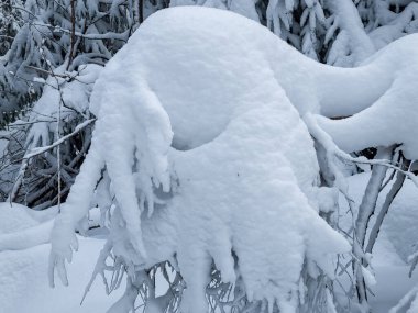 Ukrayna Karpatları 'nın ortasında donmuş ladin ağaçları, buz gibi ihtişamla süslenmiş sabırlı nöbetçiler gibi duruyor. Doğanın kış sanatları manzarayı değiştiriyor, dağların kalbinde dingin bir güzellik manzarası yaratıyor..