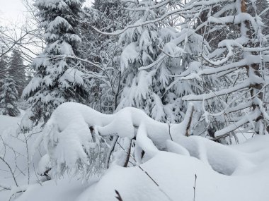 Ukrayna Karpatları 'nın ortasında donmuş ladin ağaçları, buz gibi ihtişamla süslenmiş sabırlı nöbetçiler gibi duruyor. Doğanın kış sanatları manzarayı değiştiriyor, dağların kalbinde dingin bir güzellik manzarası yaratıyor..