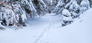 Ukrayna Karpatları 'nın ortasında donmuş ladin ağaçları, buz gibi ihtişamla süslenmiş sabırlı nöbetçiler gibi duruyor. Doğanın kış sanatları manzarayı değiştiriyor, dağların kalbinde dingin bir güzellik manzarası yaratıyor..