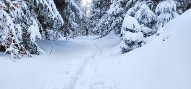 Ukrayna Karpatları 'nın ortasında donmuş ladin ağaçları, buz gibi ihtişamla süslenmiş sabırlı nöbetçiler gibi duruyor. Doğanın kış sanatları manzarayı değiştiriyor, dağların kalbinde dingin bir güzellik manzarası yaratıyor..