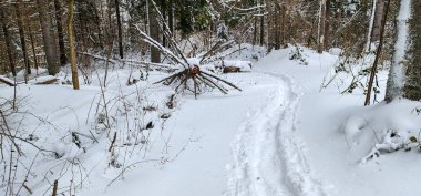 Ormanda karlı bir patikada kayak yapan biri.