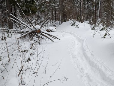 Arkasında bir ağaç olan karda bir patika.