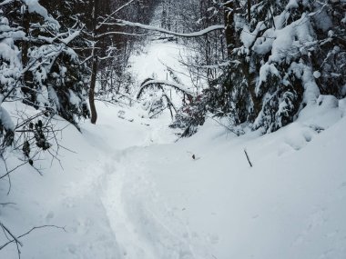 Ormanda karlı bir yolda kayak yapan biri.