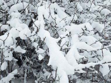 Arkasında yangın musluğu olan kar kaplı bir ağaç.