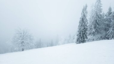 Arka planda ağaçlarla karlı bir tepeden kayak yapan biri.