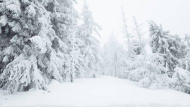 Snowboard yapan bir insanla karla kaplı bir orman.