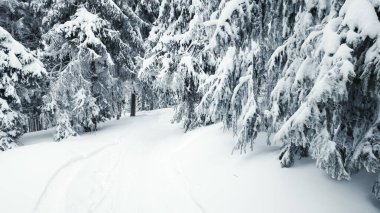 Ağaçların yanındaki karda kayak yapan bir insan.