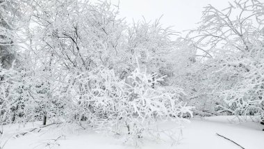 Yangın musluğu olan karla kaplı bir orman.