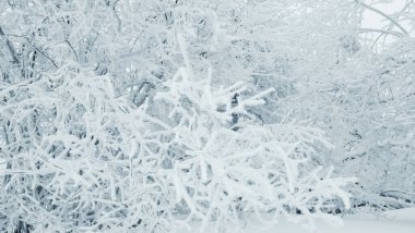 Karlı bir ormanda karla kaplı bir ağaç.