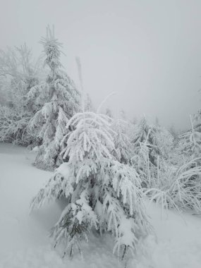 Bir tarlanın ortasında karla kaplı bir ağaç.