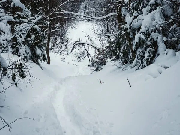 Ormanda karlı bir yolda kayak yapan biri.