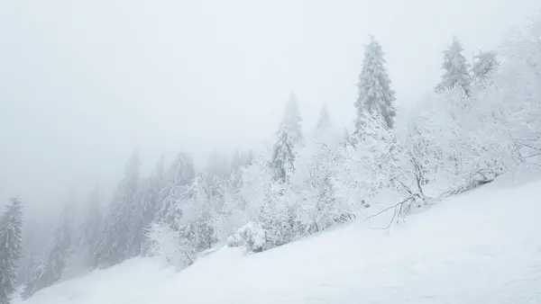 a person skiing down a snowy mountain with trees in the background