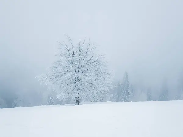 a lone tree in a snowy field with a foggy sky
