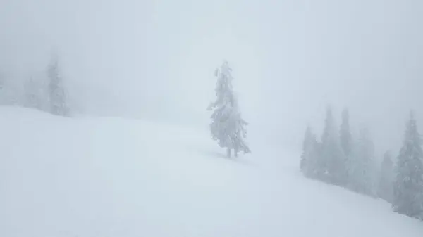 a lone tree on a snowy hill in the fog