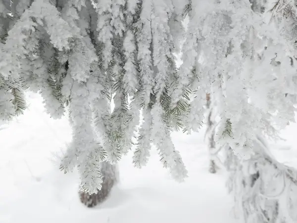 a snow covered tree with a person skiing in the background