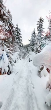 14 Şubat Sevgililer Günü 'nde renkli bokeh ışıkları kış manzarasına şenlikli bir dokunuş ekliyor. Tatil havası, sakin kış güzelliğinin ortasında aşkın kutlanması için büyülü bir ortam yaratıyor..