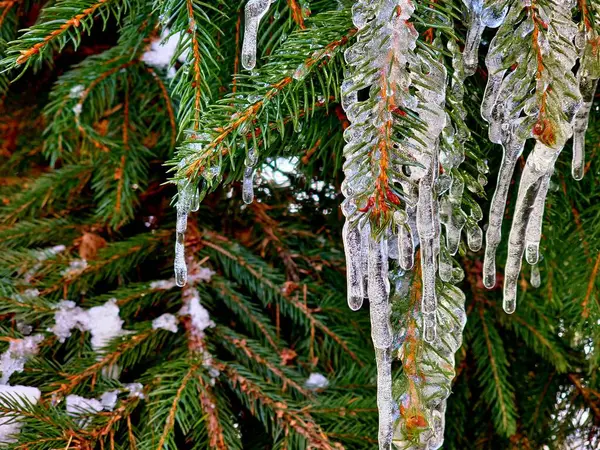 icicles hanging from a tree branch in the snow