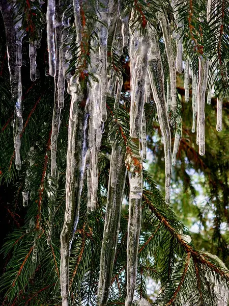 icicles hanging from a tree branch in the winter