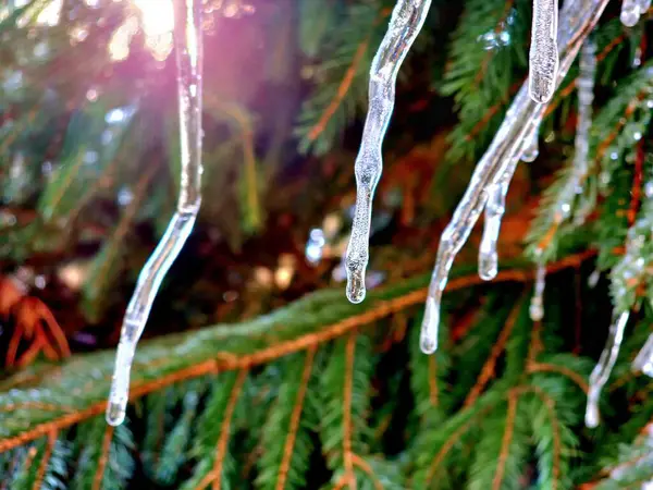 icicles hanging from a tree branch in the sun