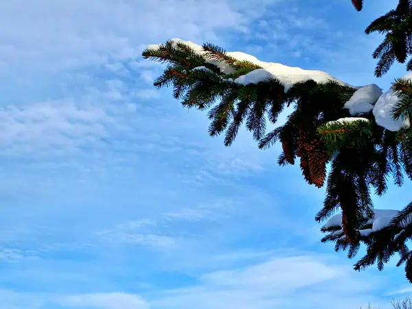 a pine tree with snow on it and a blue sky