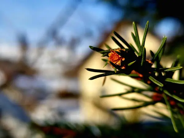 a pine tree with a small orange flower