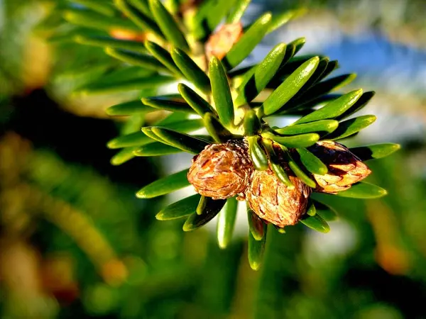 a pine tree with a seed on it
