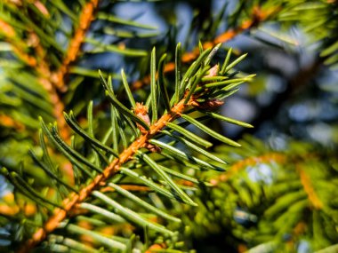 Üzerinde birkaç koni olan bir çam ağacı.