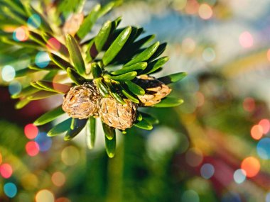 Üzerinde bir sürü kozalak olan bir çam ağacı.