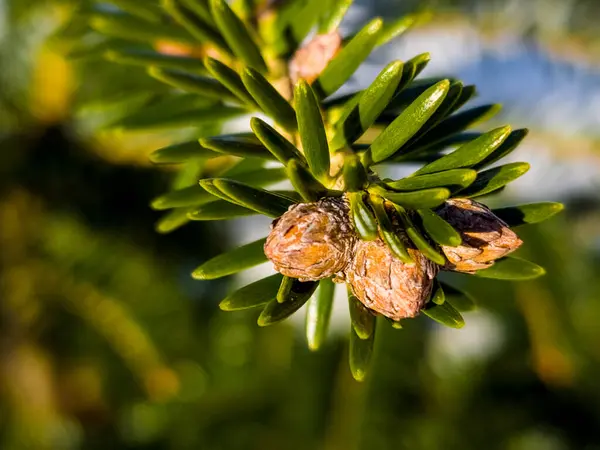 a pine tree with a seed and a seed in the center