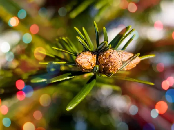 a pine cone on a pine tree with a christmas tree in the background