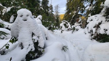 Ağaçlarla kaplı ormanda karlı bir patika.