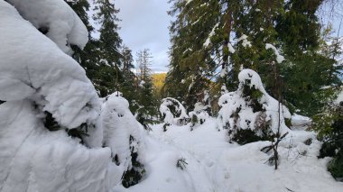 Ormanda karlı bir patika, çok karlı.