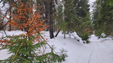 Ağaçların arasında karlı bir patika.