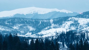 Birkaç ağaçla kaplı bir dağ.