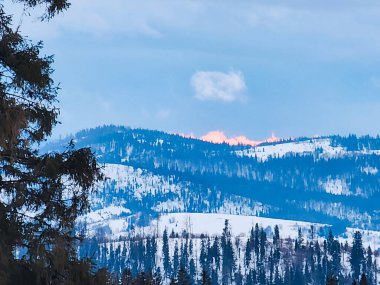 Birkaç ağacı olan bir dağ ve kayak yapan bir insan.