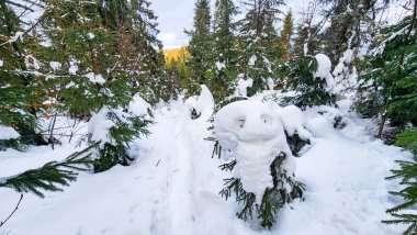 Ormanda karla kaplı bir ağaç gövdesi.