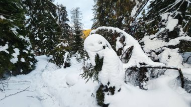 Bir snowboardcu bir ağacın üstünde havada.