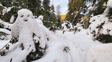 Ağaçlarla kaplı ormanda karlı bir patika.