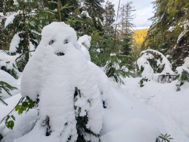Karla kaplı bir ağaç, patikası olan bir ormanda.